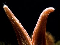 Etoile de mer mangeant une coque M CL